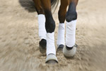 Dressursport
